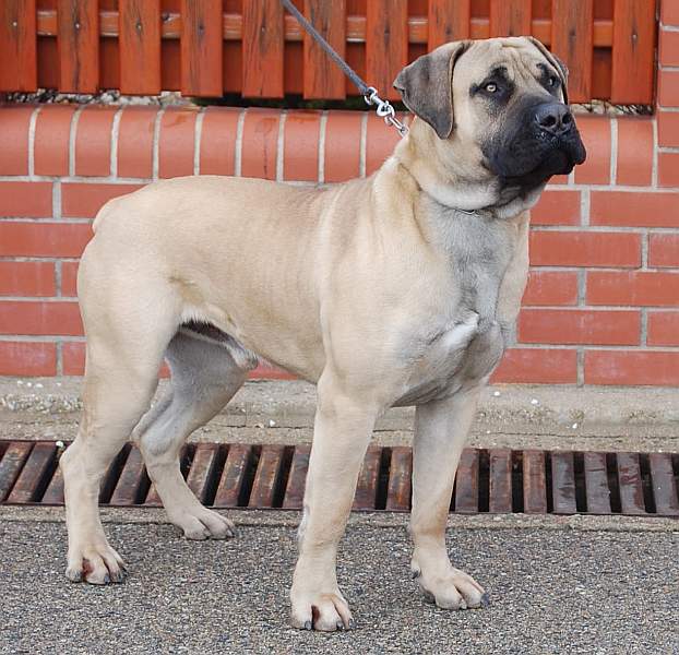 Maximus from South Afrika